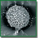 Особенности формирования первичных культур клеток гиппокампа на скаффолдах, полученных из метакрилированной гиалуроновой кислоты