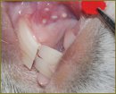 Гистологический ответ слизистой оболочки полости рта  на фракционный лазерный фототермолиз в эксперименте на животных