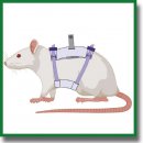 A Method for Assessing Working Memory in Rats Using Controlled Virtual Environment