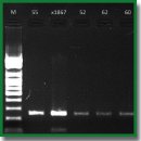 Секвенирование участка VP1–2A генома для субтипирования вируса гепатита A