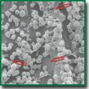 Лантаноидное контрастирование как ускоренная технология пробоподготовки микробиологических препаратов для сканирующей электронной микроскопии