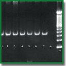 NGS-технология в мониторинге генетического разнообразия штаммов цитомегаловируса