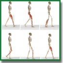 Применение 2D gait-анализа для оценки нарушения походки у пациентов со спастическим тетрапарезом