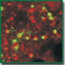 Применение вирусного вектора AAV-Syn-BDNF-EGFP как нейропротективного агента при моделировании гипоксии <i>in vitro</i>