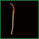 Децеллюляризированный каркас нерва в модели обширного повреждения периферического нерва крыс