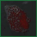 Биораспределение предшественника радиофармпрепарата BBN/C1-C2, нацеленного на бомбезиновые рецепторы, в модели рака предстательной железы