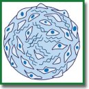 Spheroids from Epithelial and Mesenchymal Cell Phenotypes as Building Blocks in Bioprinting (Review)