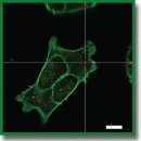 Redox-Sensitive Fluorescent Nanoparticles for Biovisualization of Malignant Tumors