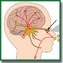 Molecular Mechanisms of Proteins — Targets for SARS-CоV-2 (Review)