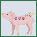 Применение портативного биопринтера для терапии ишемических ран: пилотное исследование